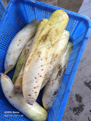 큰 뿌리 채소 다이콘 래디쉬 몰리 피부 칼 껍질 벗기기 기계 0.75kw