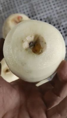 과일 껍질 벗기 기능 상업용 전기 애플 껍질 벗기 Corer Slicer 2500*1000*1500 mm