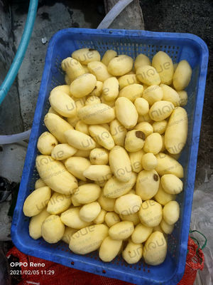 껍질 처리 라인에서 레스토랑 뿌리 채소를 위한 채소 껍질 벗기 기계