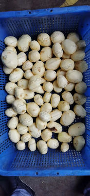 식품 가공 산업에 맞춘 전압 감자 세척 및 껍질 벗기 기계