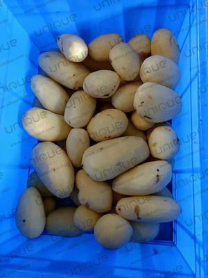 식품 가공 산업에 맞춘 전압 감자 세척 및 껍질 벗기 기계